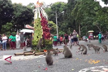 Ribuan kera menyerbu pura di Tabanan