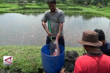 Produksi Perikanan Budidaya DIY Lampaui Target