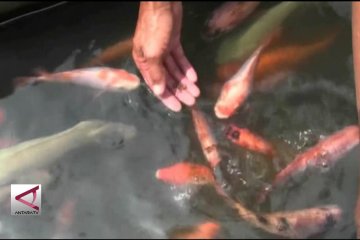 Mengubah Selokan Kotor Jadi Kolam Ikan Terapi