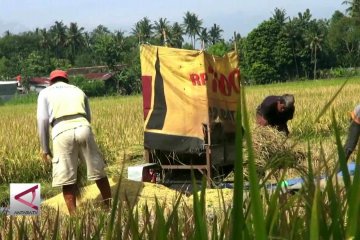 Panen Bulan Januari Hasilkan 920 Ribu Ton Beras