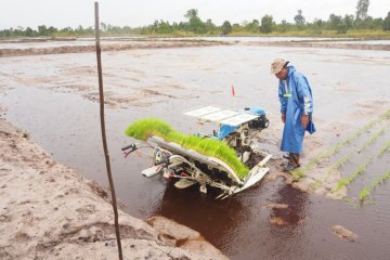 Menambang beras di lahan bekas tambang