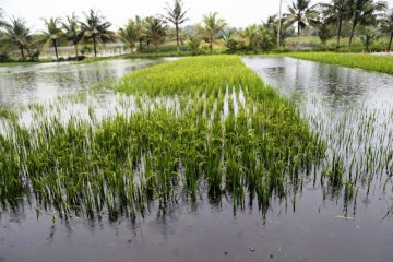 Kementerian Pertanian optimalkan lahan kering dan lahan rawa