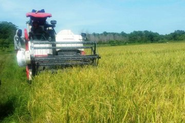 Desa Belatu Sulawesi Tenggara panen padi, harga gabah stabil