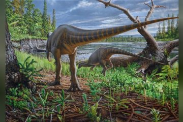 Peneliti temukan fosil dinosaurus di sungai purba Australia