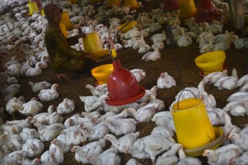 Peternak ayam mandiri nikmati harga jual lebih baik