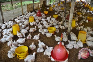 Kalah di WTO, Gopan siapkan langkah strategis hadapi serbuan ayam Brazil