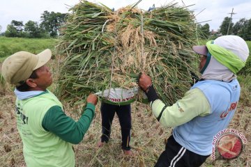 Pemerintah tugaskan Bulog serap tiga komoditas pangan