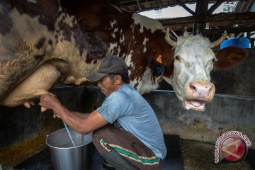 Program kemitraan tingkatkan kesejahteraan peternak sapi