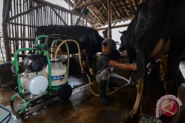 Kementan tetap fokus berdayakan peternak sapi perah