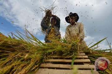 Puncak panen raya Karawang liputi 19.683 hektare sawah