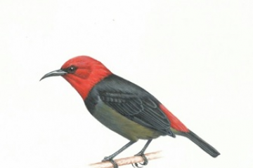 Burung endemik Rote resmi bernama Myzomela irianawidodoae