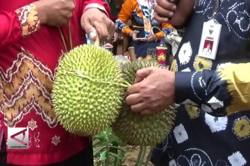 Agrowisata Durian di Desa Biih