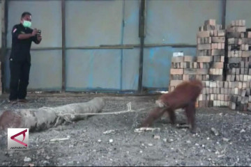 Anak orangutan diselamatkan dari kejaran anjing