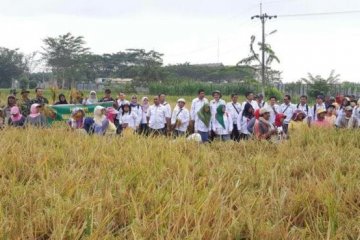 Peneliti sebut padi hibrida  tingkatkan produktivitas beras