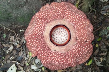 Habitat baru Rafflesia sp ditemukan di Bukit Kaba