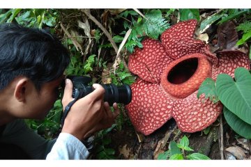 Dua Rafflesia gadutensis mekar di Bengkulu Utara