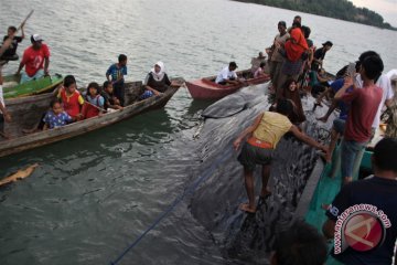 Paus Sperma Mati Di Bombana