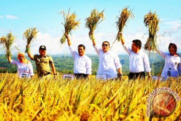 Kementan: Garut surplus beras 71.593 ton