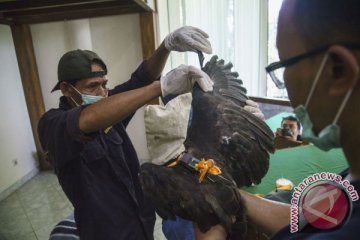 Seekor elang dilepas di Hutan Raya Bunder