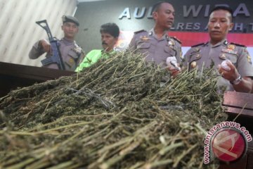Polres Cianjur amankan ratusan kilogram ganja siap edar