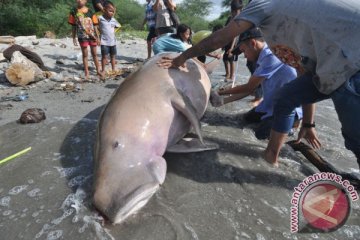 Dalam sepekan dua dugong ditemukan mati di Dumai, Riau