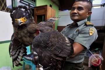 Penyelamatan Elang Ular Bido