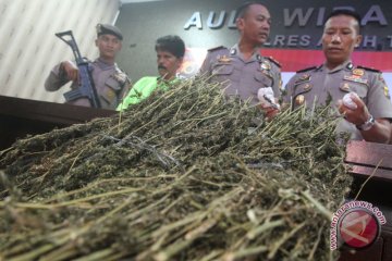 Polisi Tangkap Pengedar Ganja Aceh