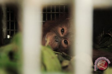 Evakuasi Orangutan Kubu Raya