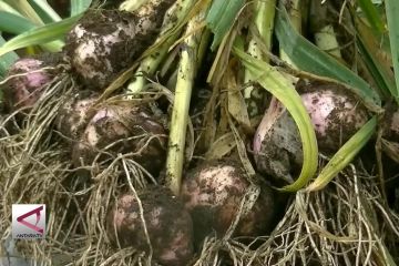 Lahan budidaya bawang putih diperluas