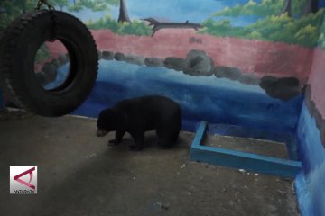 Koleksi baru Ndayu Park, sepasang Beruang Madu Kalimantan