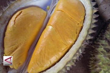 Mencari varietas unggul melalui kontes durian