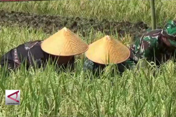 Bulog harus segera serap gabah petani