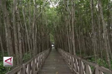 Mengunjungi kawasan wisata Mangrove terluas di Indonesia