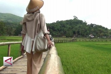 Menikmati nuansa pematang sawah diatas titian bambu