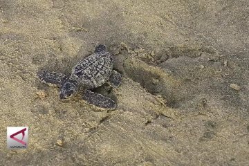 125 Tukik dilepas di Pantai Aceh Besar