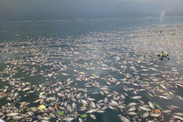 Agam kurangi jaring apung atasi pencemaran Danau Maninjau