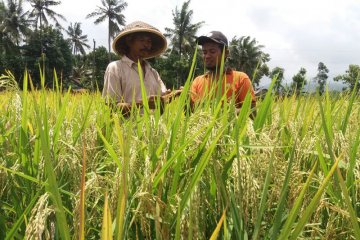 Balitbangtan kenalkan teknologi largo super