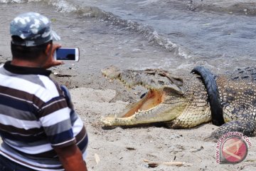 Buaya masih terjerat ban