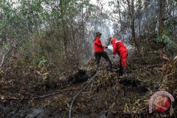 Kebakaran Lahan Gambut Meluas