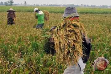 Panen raya di Cianjur, harga beras turun