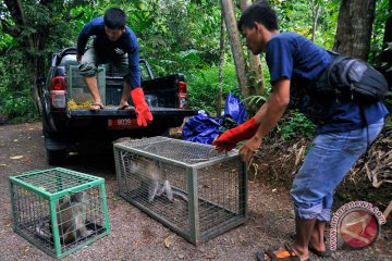 Pelepasliaran Kera Ekor Panjang