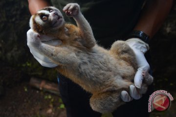 15 kukang jawa siap dilepasliarkan di Hutan Ciamis