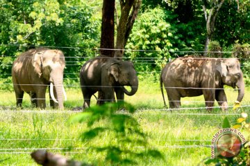 Empat gajah mati tertabrak kereta api di India