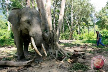 Gajah tersesat di Subulussalam akan dipindahkan dengan helikopter