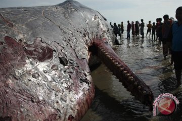 Botol plastik hingga sandal jepit ada di perut paus yang terdampar di Wakatobi