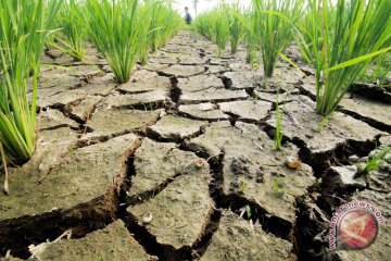 126 hektare tanaman padi di Cirebon puso