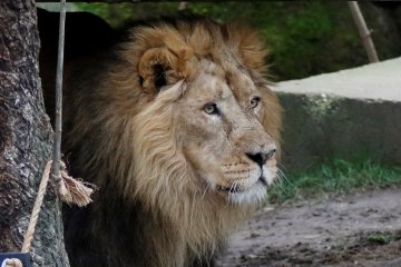 11 singa mati diracun di Taman Nasional Uganda