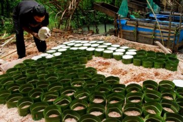 Produksi Tepung Sagu