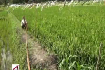 Ratusan hektar sawah di Babel gagal panen