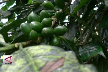 Temanggung kembangkan kopi di 399,7 hektare lahan Perhutani